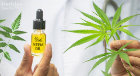 neem oil for cannabis