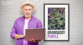 Grandaddy Purple Grow Report