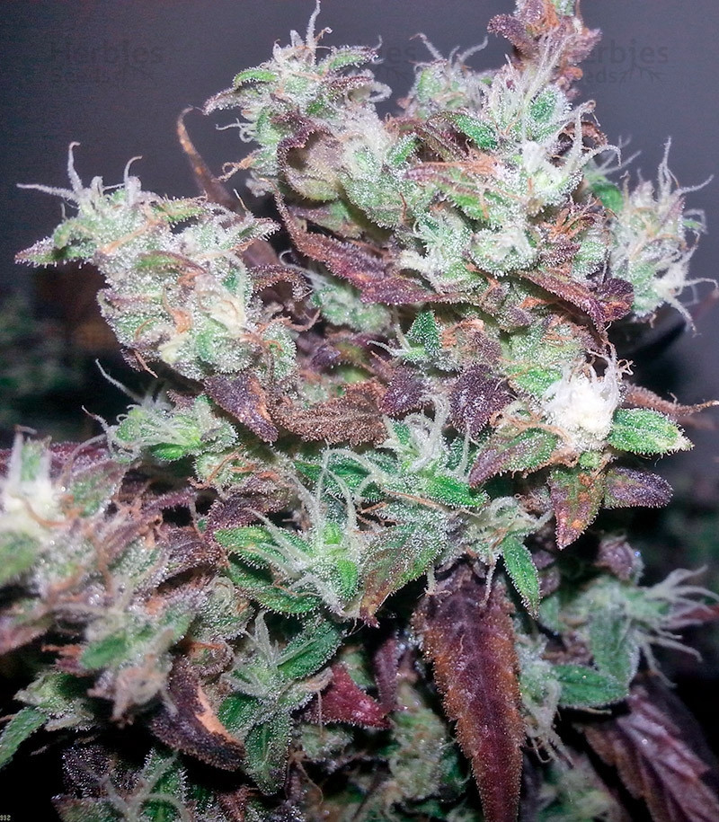 Strawberry Cough Seeds For Sale from Dutch Passion Herbies