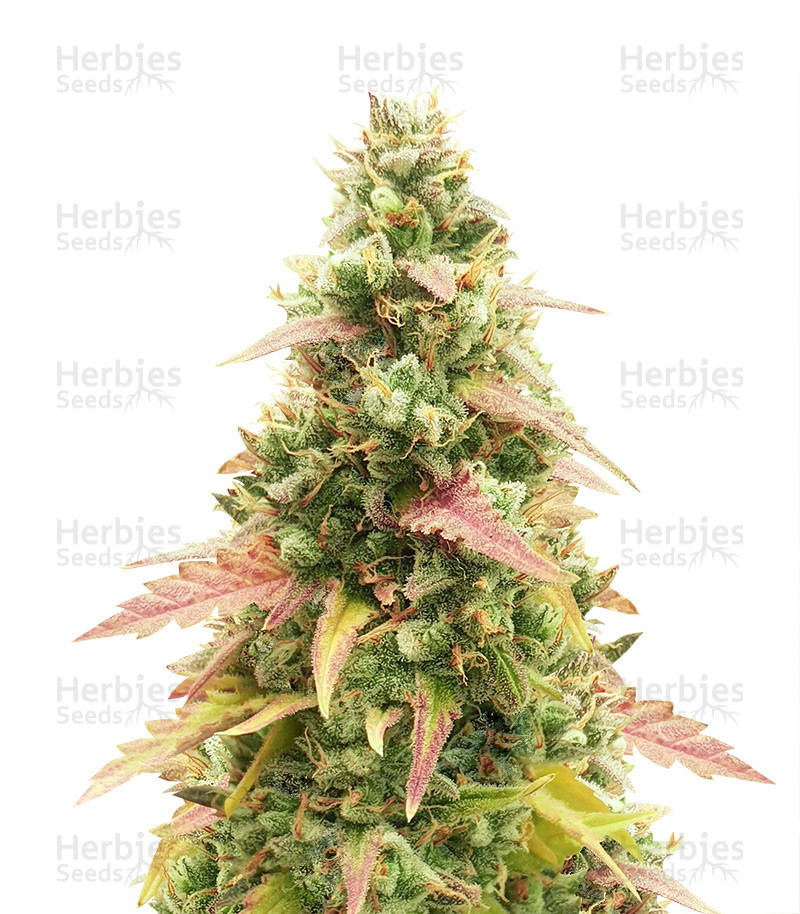 Vente de graines de cannabis Gorilla Glue Auto