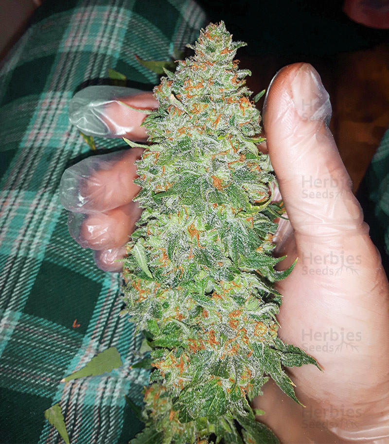 Critical Sensi Star Early Version Feminized Seeds For Sale Herbies