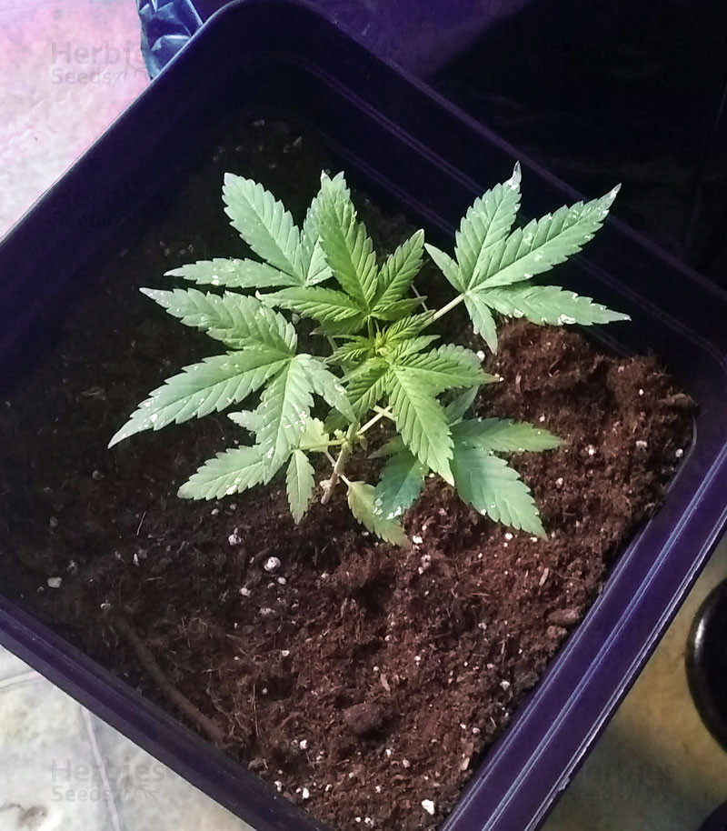 Auto Pineapple Gum feminized seeds for sale Herbies