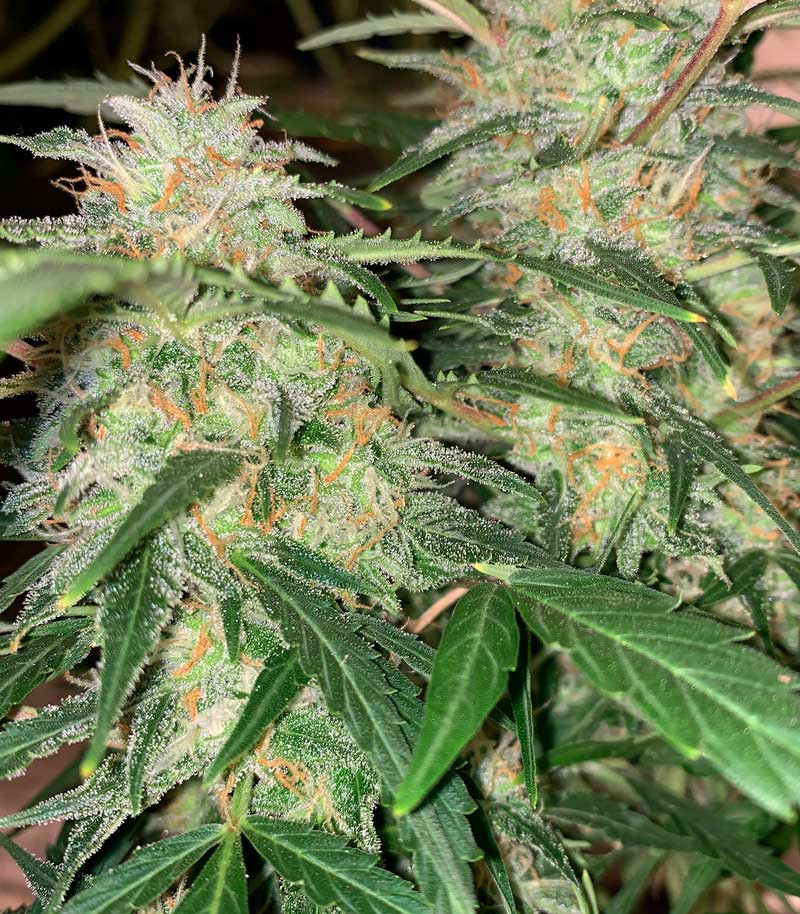 Buy Super Critical Auto feminized seeds by Green House Seeds - Herbies