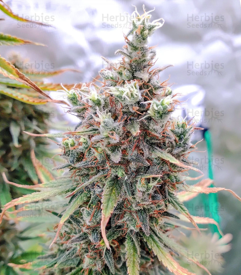 Buy Hawaii Maui Waui Feminized Seeds By Nirvana Seeds Herbies