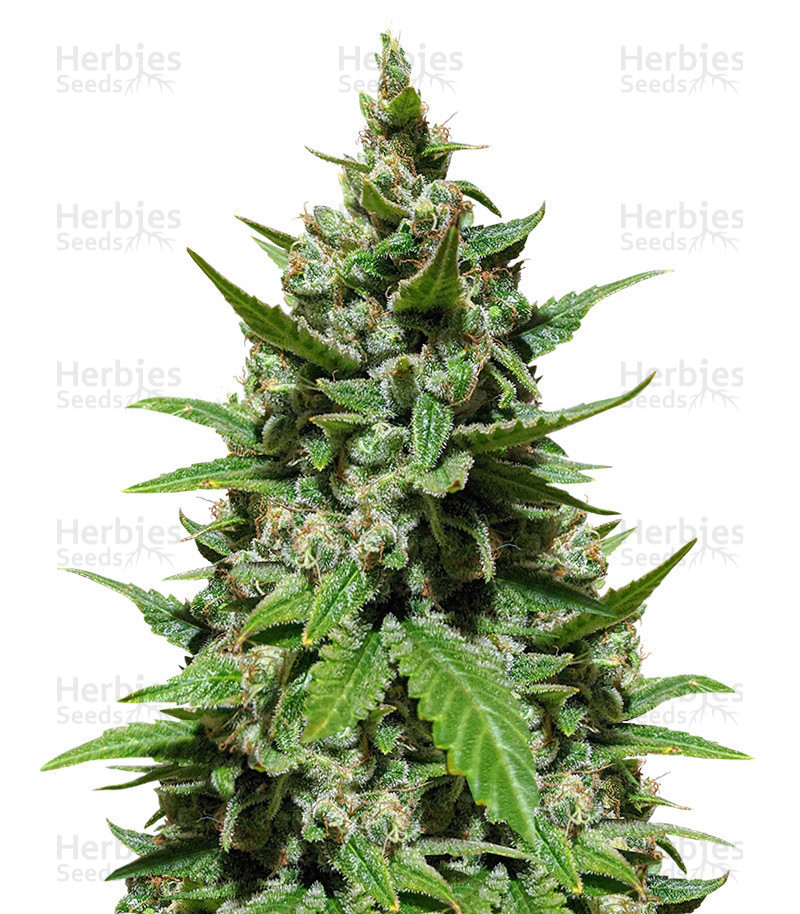 Forfølgelse Orator Masaccio Auto Mix Pack #1 feminized seeds for sale - Herbies