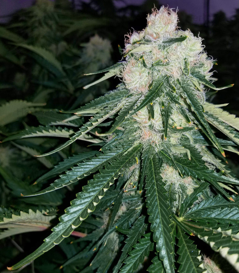 Critical Kush Regular cannabis seeds for sale - Herbies