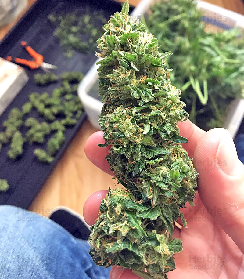 Top 75+ wedding cake bud latest - in.daotaonec