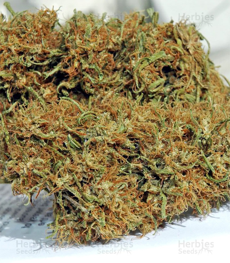 Buying Indica Panama Red weed feminized with PayPal