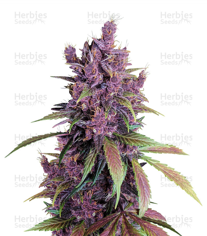 Black Cherry Punch | Strain Information | Seeds For Sale | Reviews ...