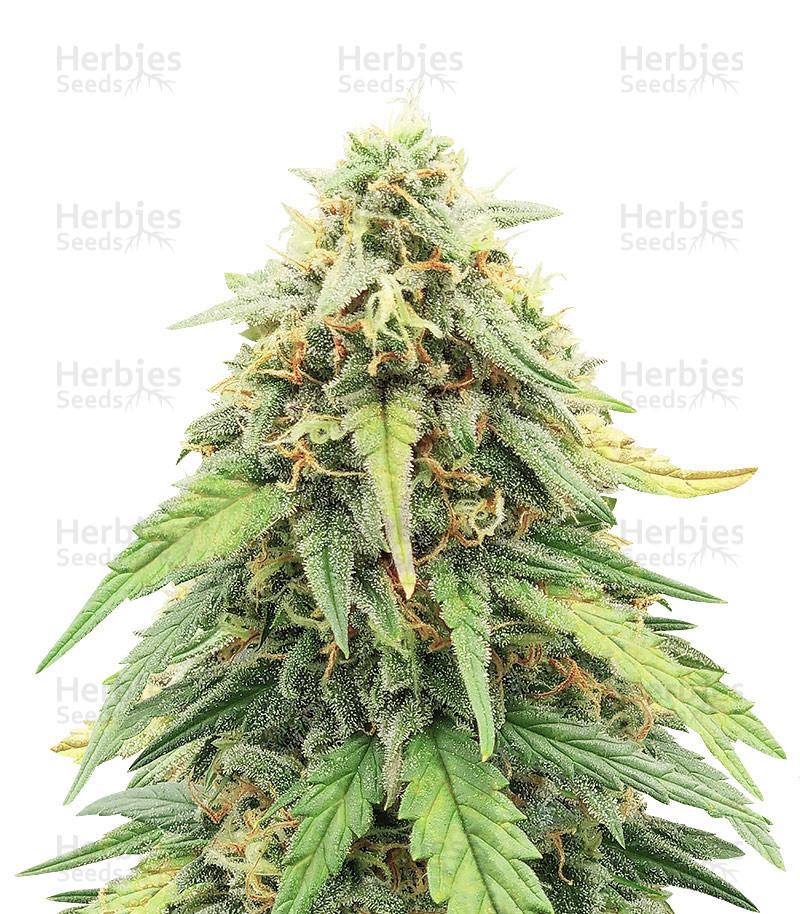 Mexican Airlines auto fem cannabis seeds for sale - Herbies