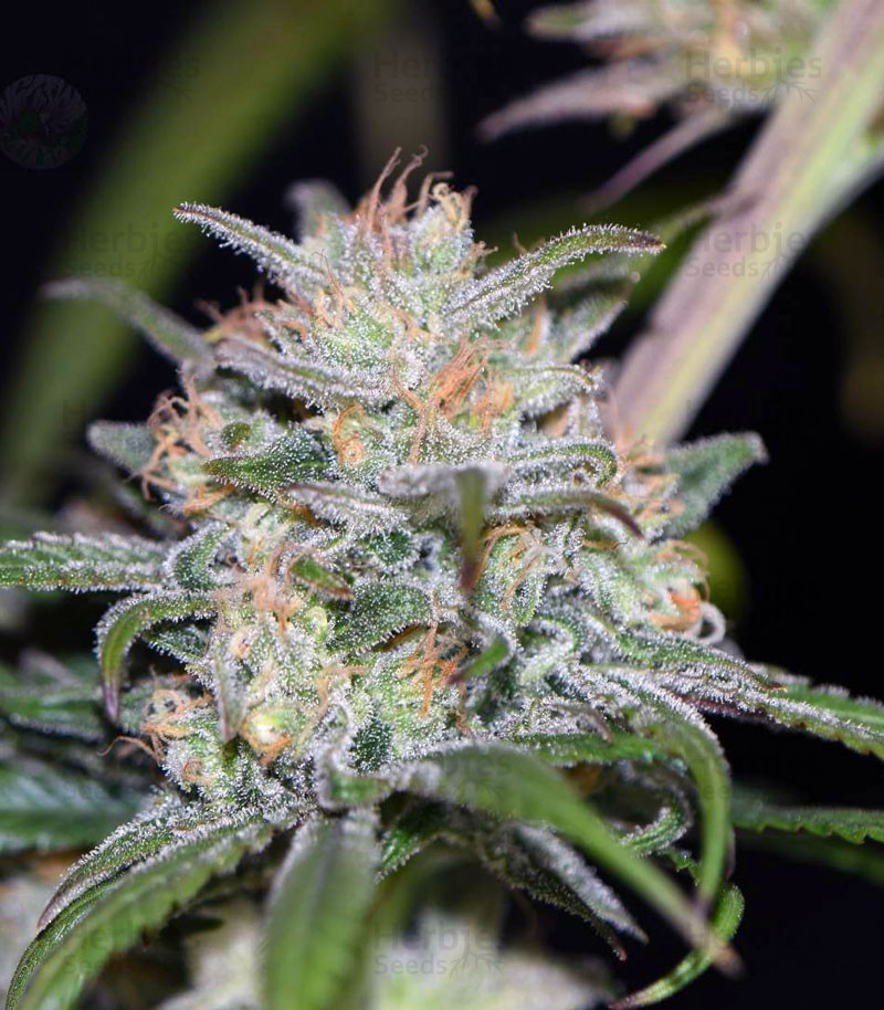 Blue Dream CBD fem: seeds for sale, strain information and ...