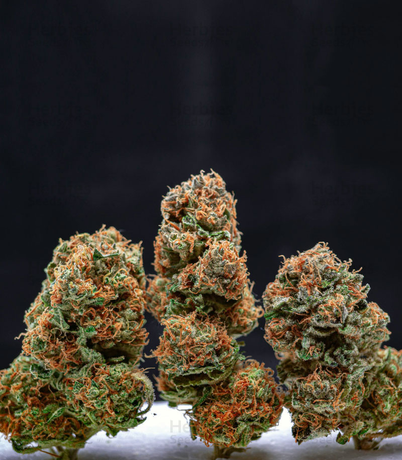 Orange Sherbet Auto Cannabis Seeds – Buy Orange Sherbet Strain