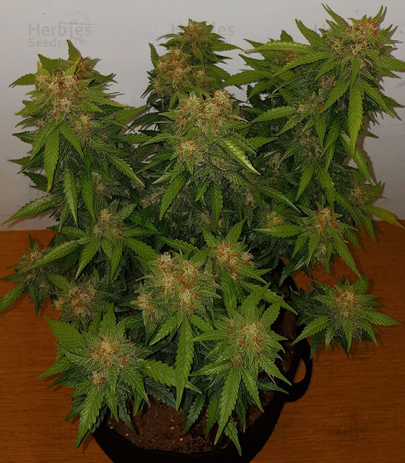 Why Grow Great Stardawg Seeds?