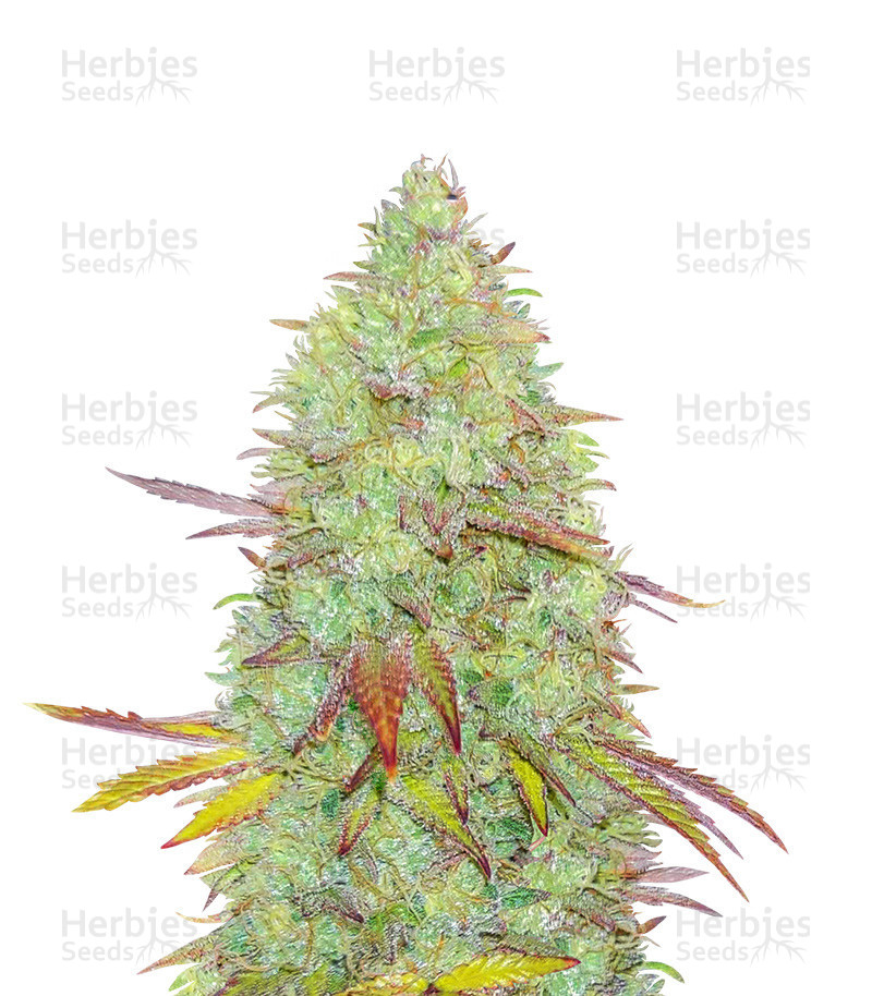 Indica Mix feminized seeds for sale information and reviews Herbies
