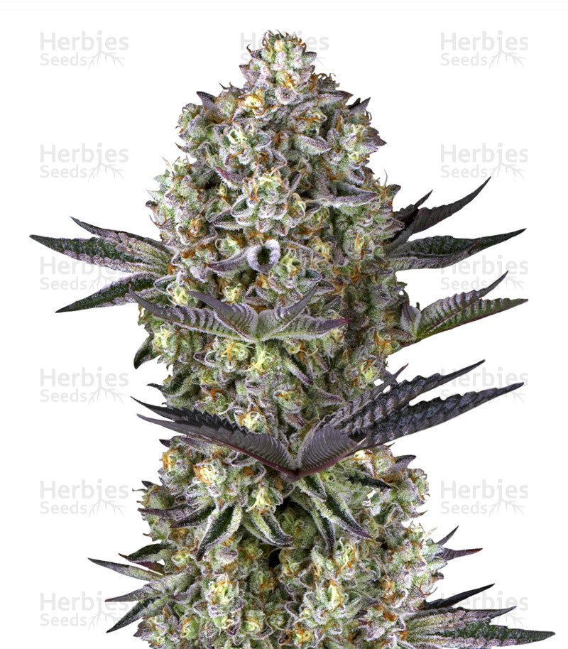 buy marijuana strains by barneys farm