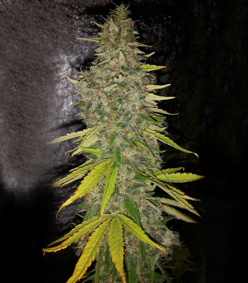 Buy G13 Haze feminized seeds by Barney's Farm - Herbies