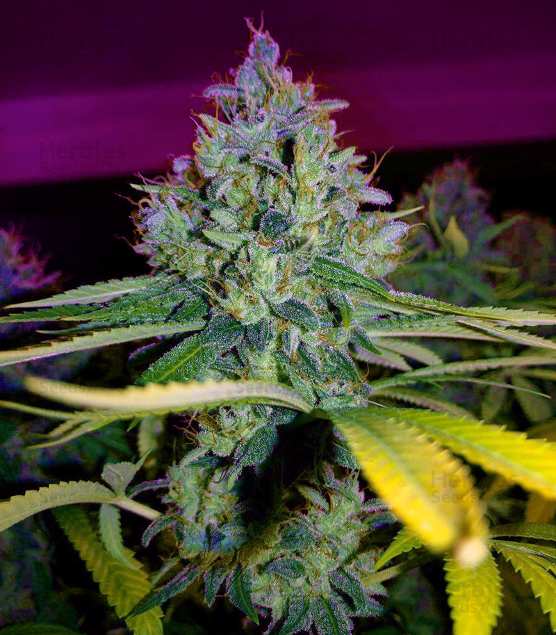 Buy Amnesia Haze Seeds By Soma Seeds - Herbies