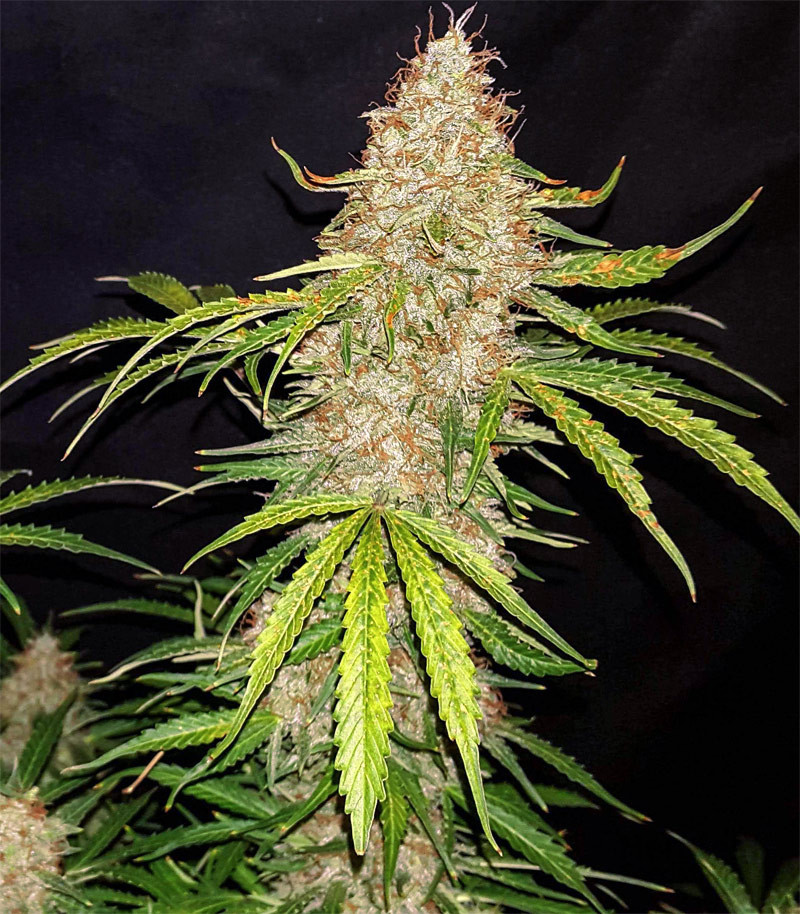 Original Auto Jack Herer feminized seeds for sale: information and reviews  - Herbies Seeds