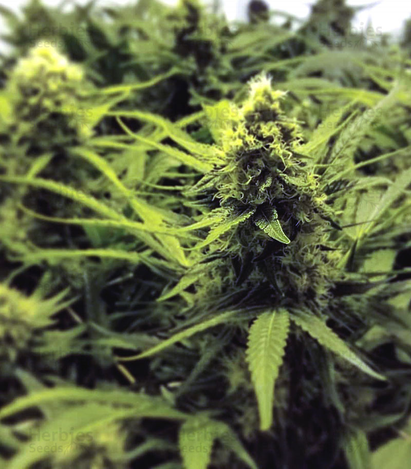 Pineapple Express 2 fem seeds for sale, strain information and