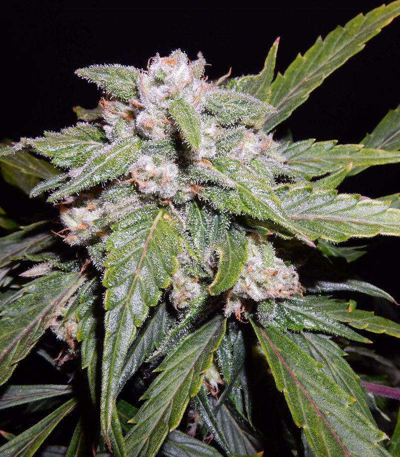 THC Bomb Auto Feminized Seeds For Sale Herbies