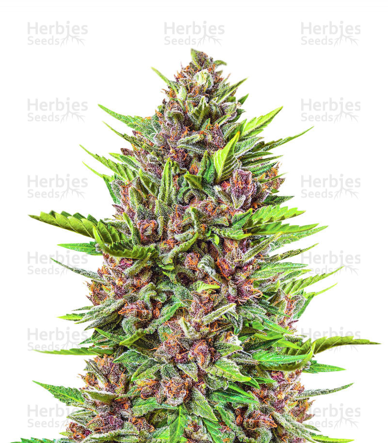 buy marijuana strains by fastbuds