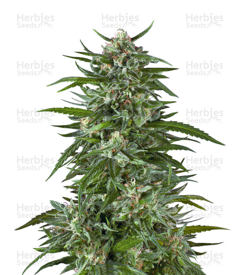 Buy Blue Dream strain Online at Medical Buds Dispensary