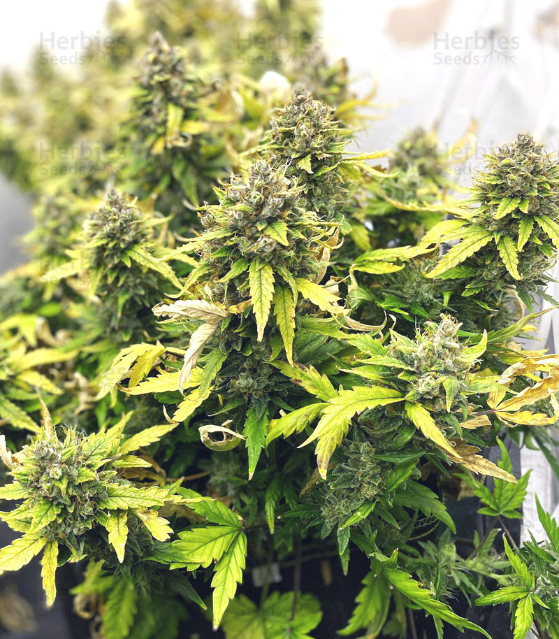 Mexican Airlines auto fem cannabis seeds for sale - Herbies