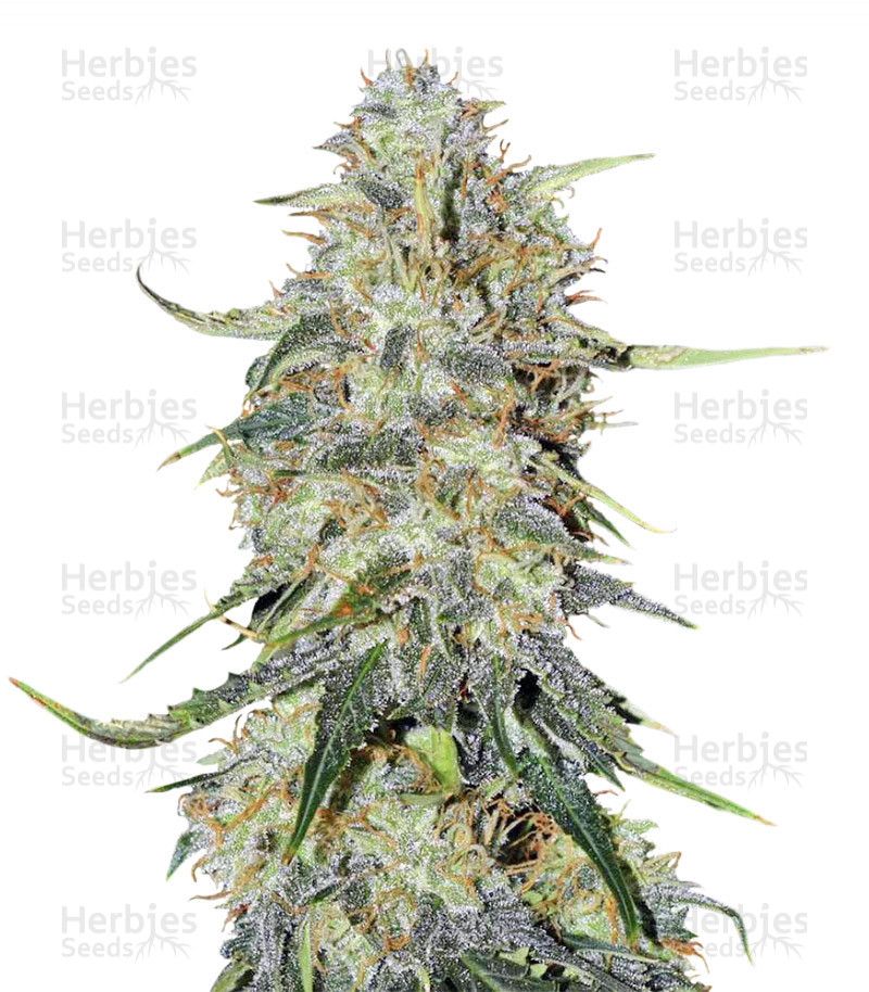 Northern Lights Autoflower Strain - SeedFare Find the Perfect Seed at ...
