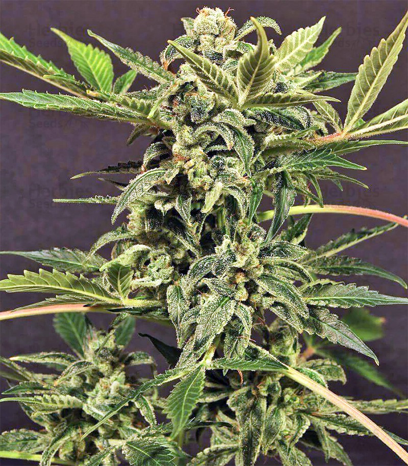 Ruderalis Indica Regular seeds for sale: information and reviews - Herbies