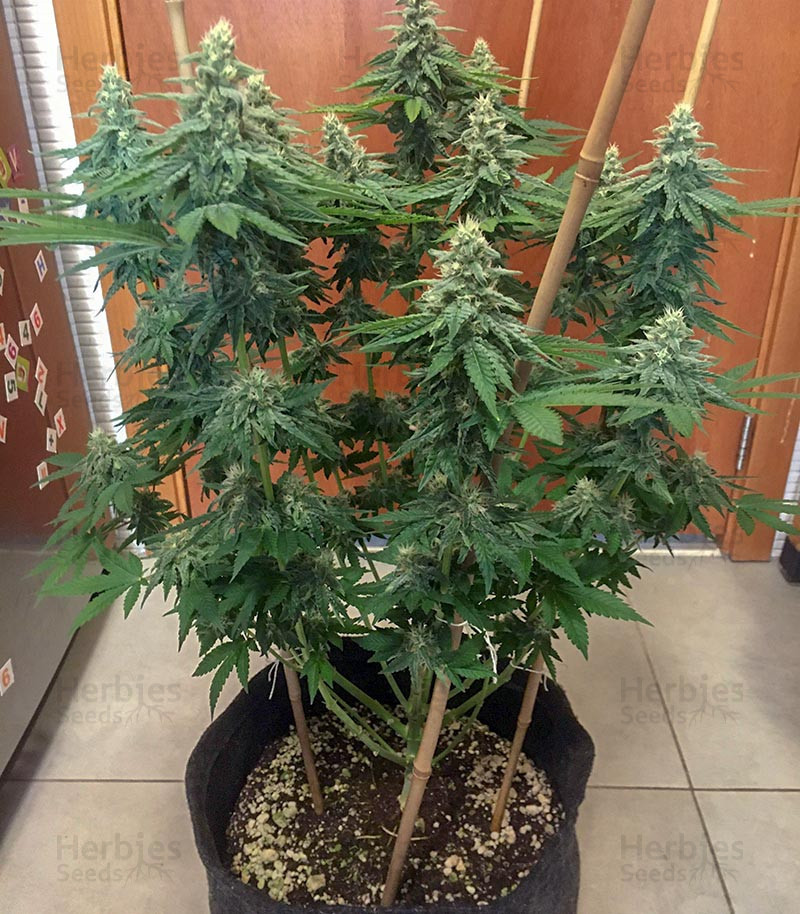 Bruce Banner #3 fem: seeds for sale, strain information and customer ...