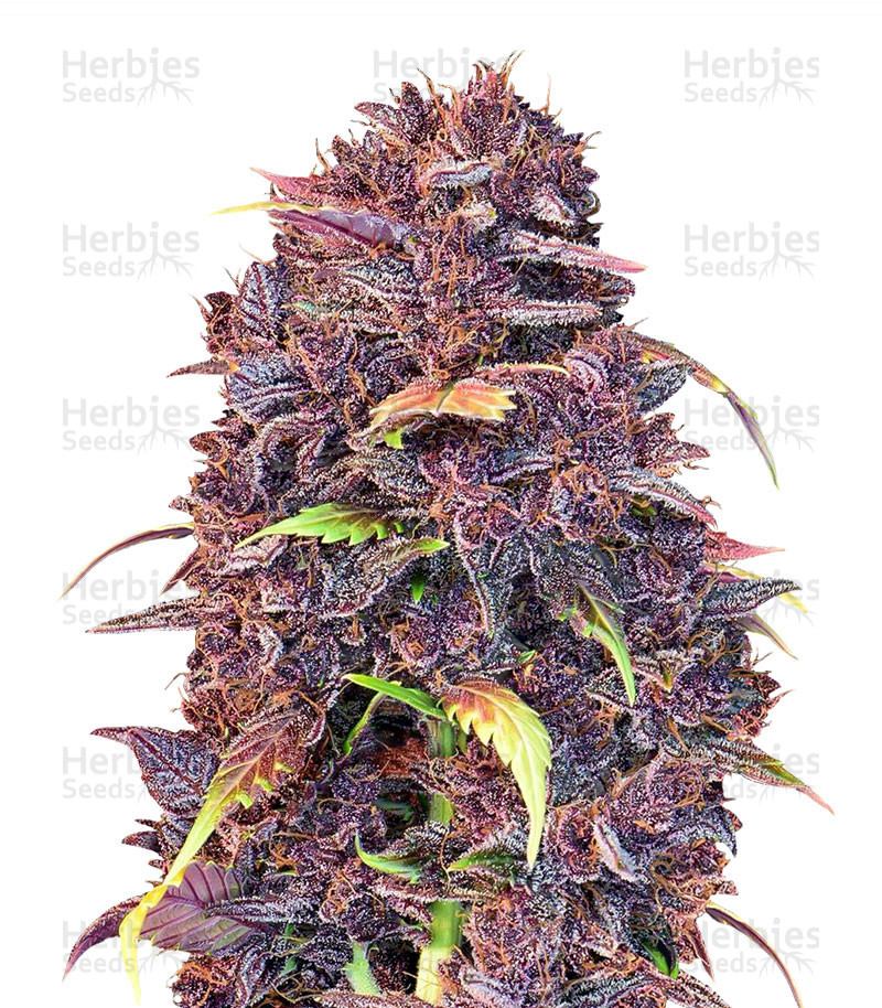 Purple Lemonade Auto Strain Information Seeds For Sale Reviews