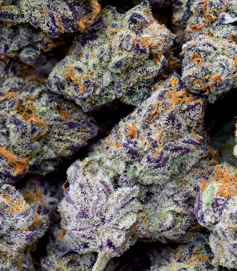 Cookies Purple Punch by Medical Seeds - GB