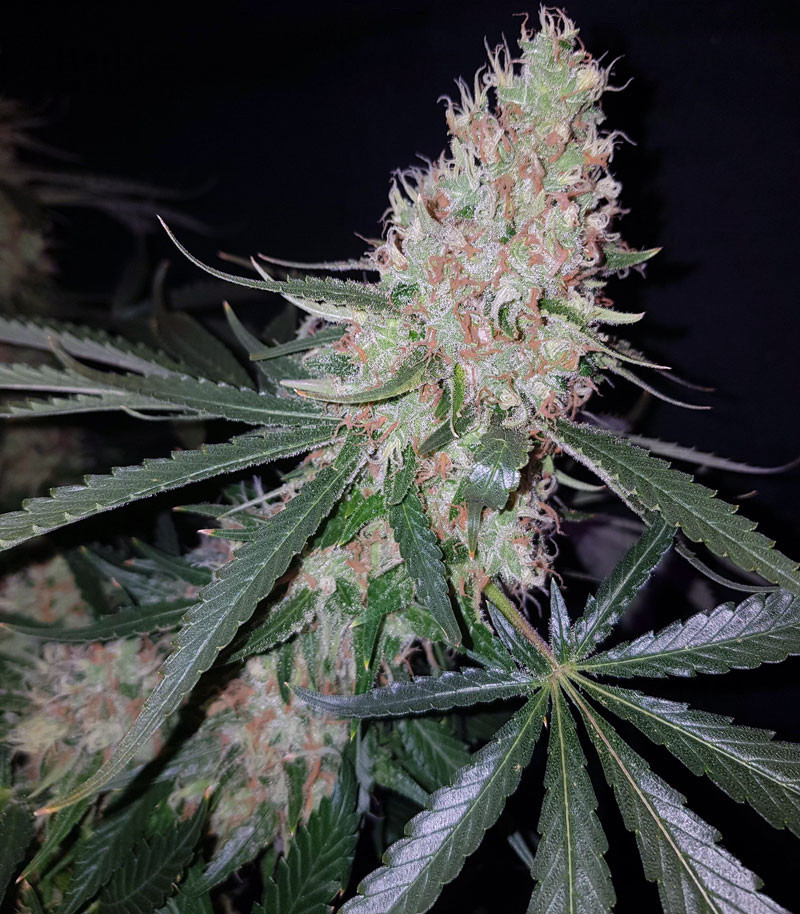 Buy Exodus Kush feminized seeds by DNA Genetics - Herbies