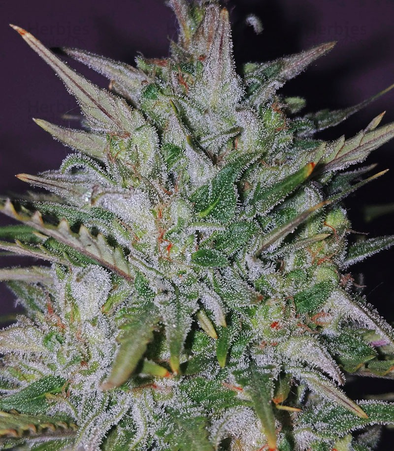 Buy Dreamberry Auto feminized seeds by Auto Seeds Organization - Herbies