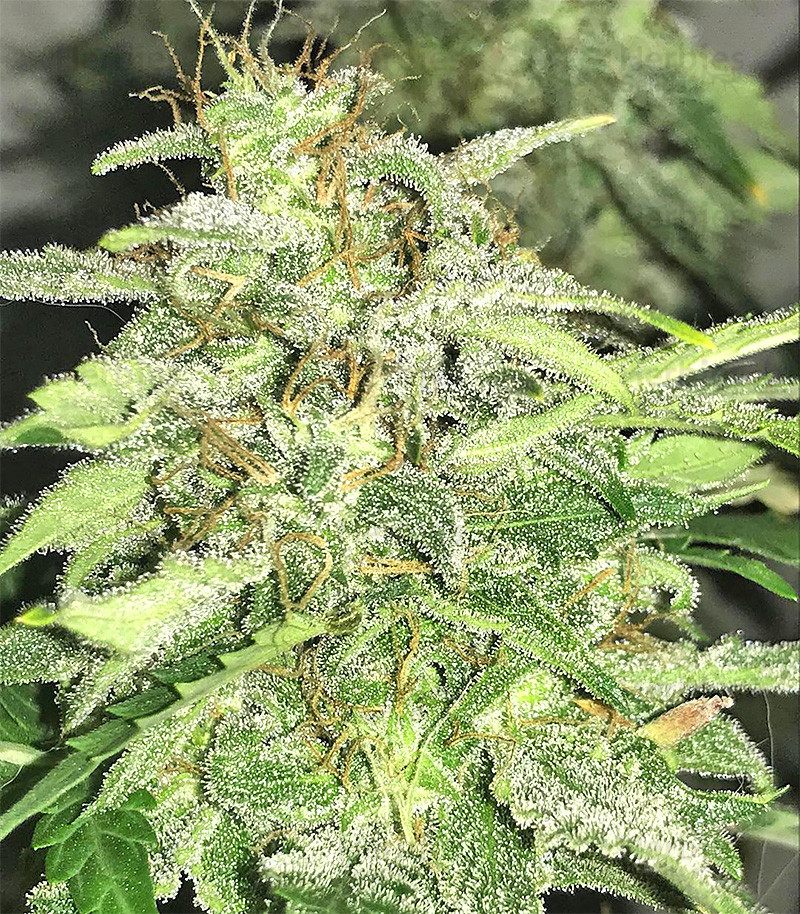 ruderalis-indica-regular-seeds-for-sale-information-and-reviews-herbies