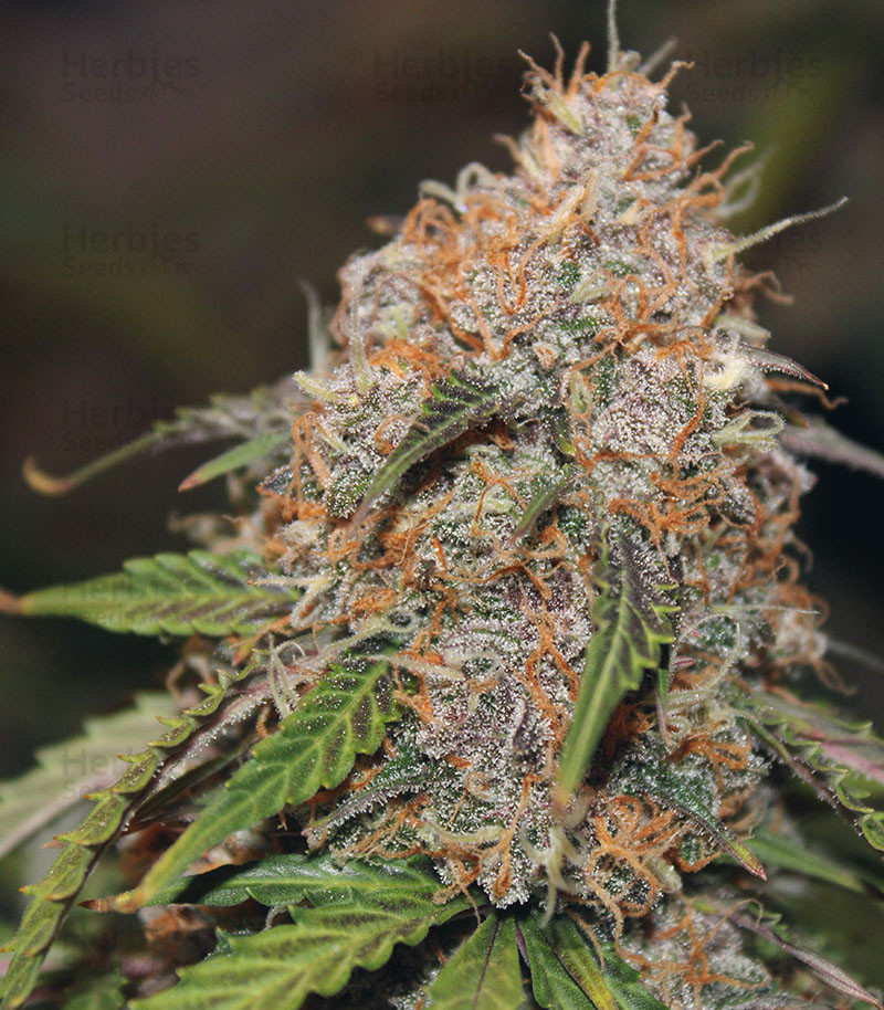 Original Auto Northern Lights fem cannabis seeds for sale - Herbies