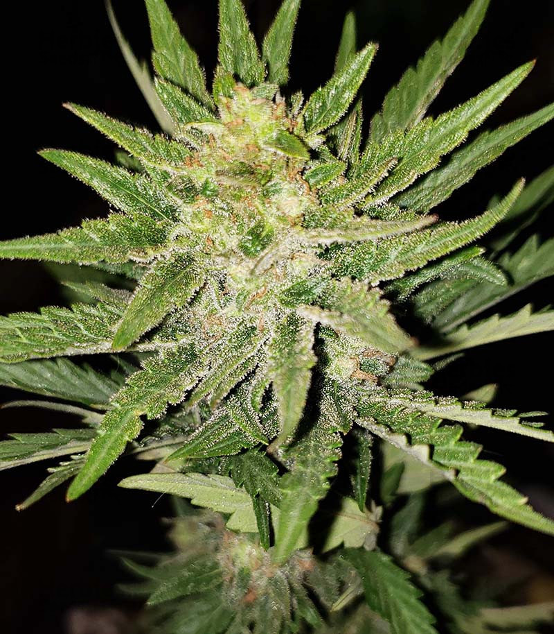 Monster Bruce Banner Monster Genetics Cannabis Samen Zu Verkaufen Herbies Seeds