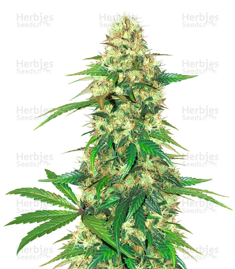 Fruit Cake Strain - SeedFare Find the Perfect Seed at the Right Price
