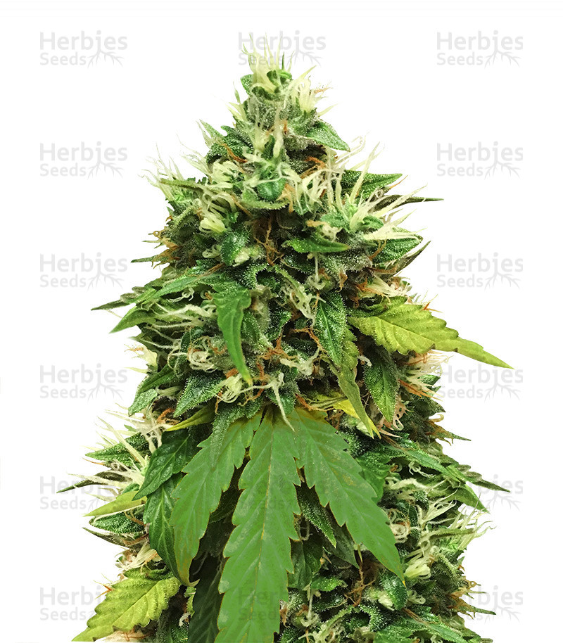 Big Bud Autoflower Strain - SeedFare Find the Perfect Seed at the Right ...