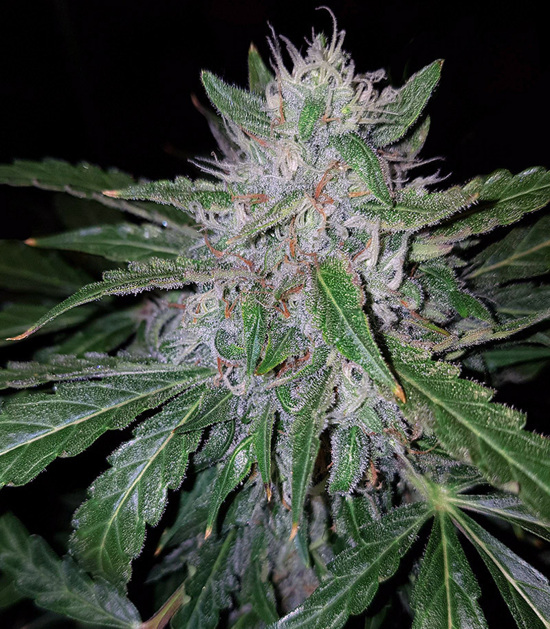 Four Easy Ways To Cannabis Seeds Without Even Thinking About It