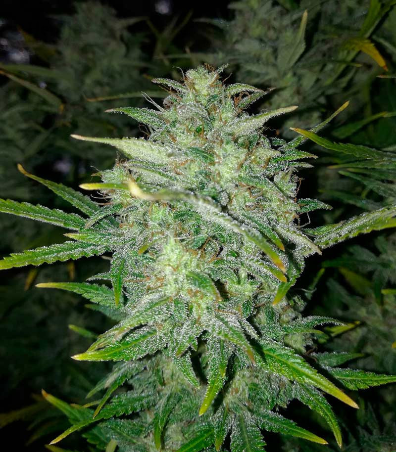 Buy Super Critical Auto feminized seeds by Green House Seeds - Herbies