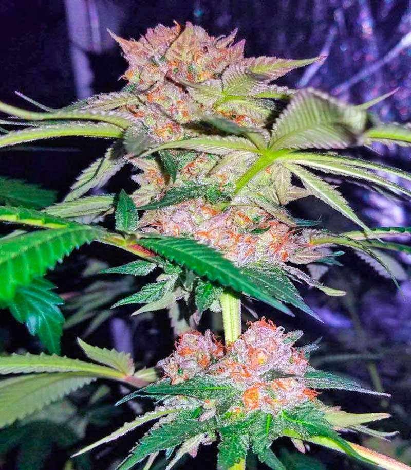 Mimosa Champagne feminized seeds.