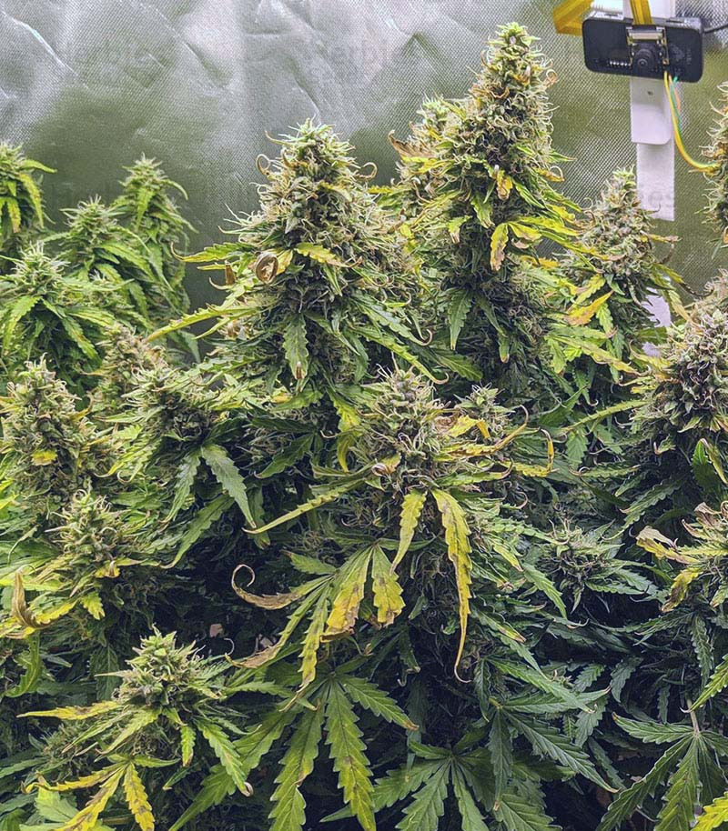 Buy Original Auto Critical Feminized Seeds By FastBuds - Herbies