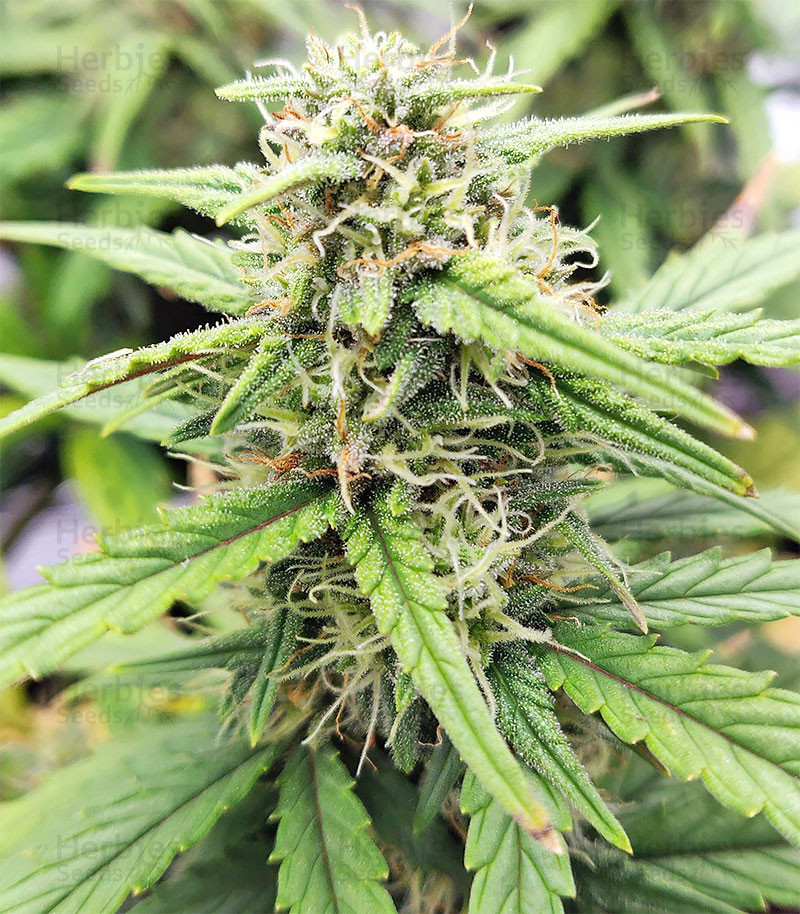 STRAWBERRY GUM, Fleurs de Cannabis CBD 0,3% THC