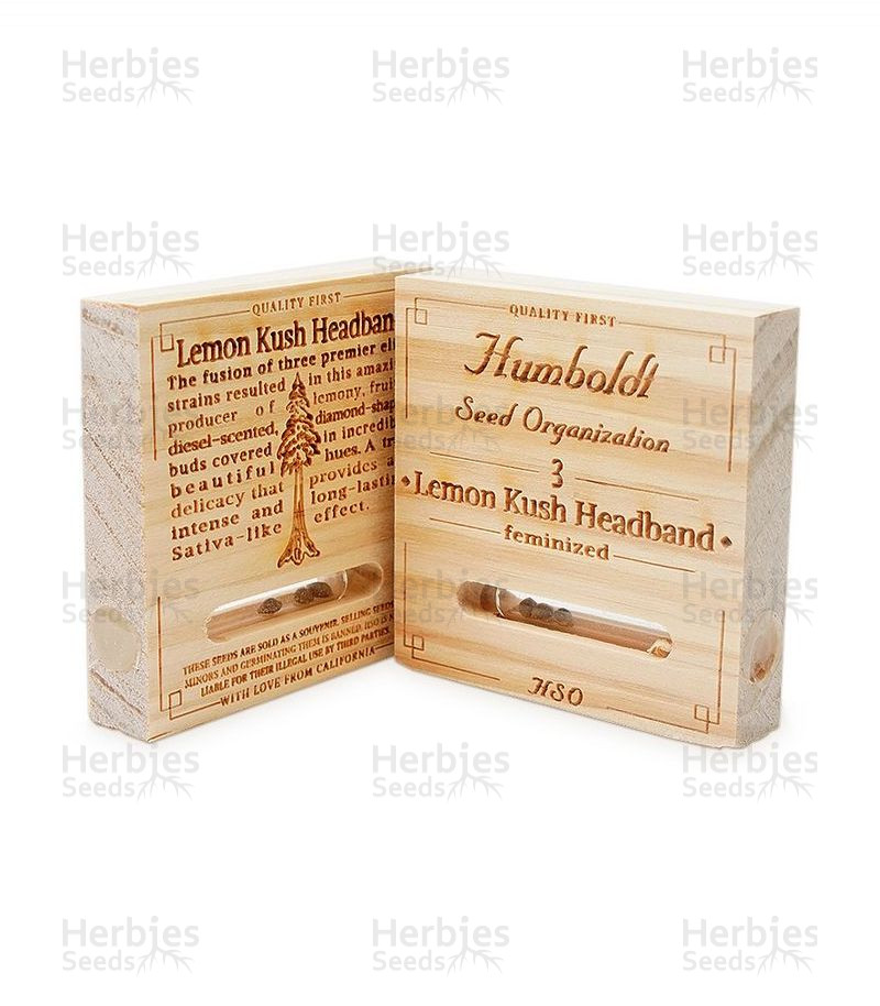 Lemon Kush Headband feminized seeds for sale information and reviews