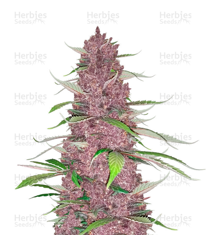 Forfølgelse Orator Masaccio Auto Mix Pack #1 feminized seeds for sale - Herbies