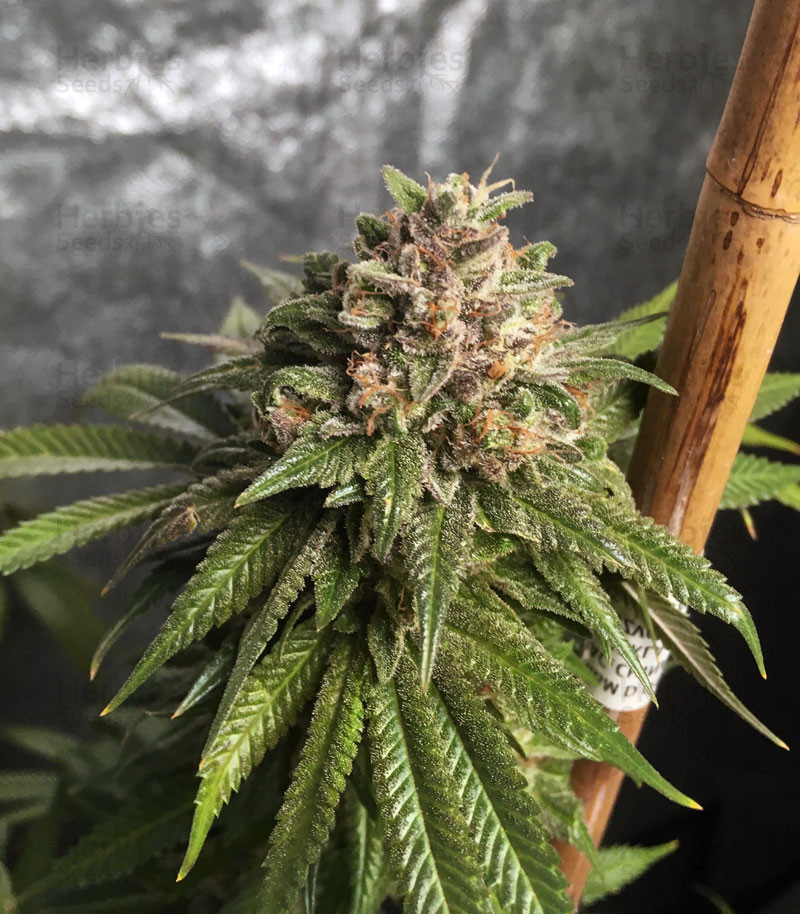 Buy OG Kush CBD feminized seeds by Dinafem Seeds - Herbies