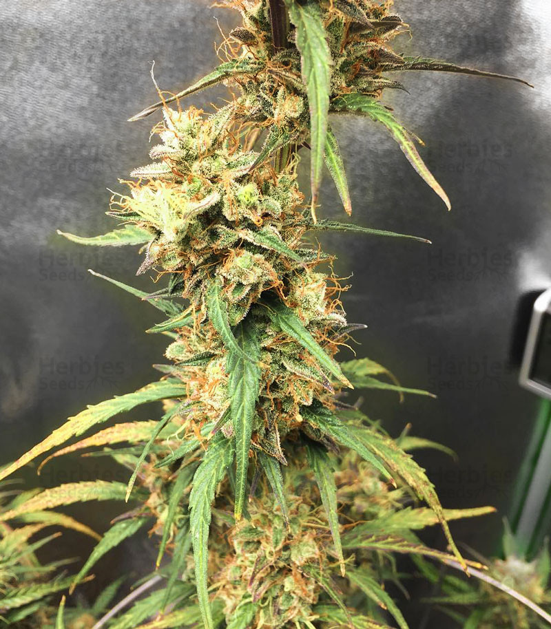 Pineapple Punch reg seeds for sale, strain information and customer reviews Herbies