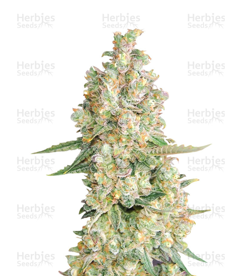 Super Skunk feminized cannabis seeds for sale - Herbies