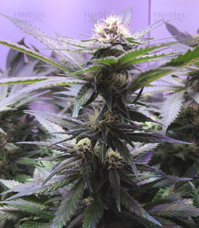 Big Bud XXL feminized seeds for sale - Herbies